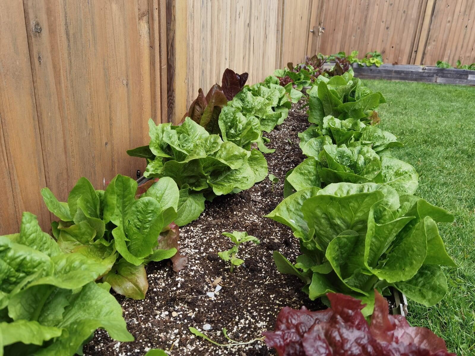 How to build a raised garden bed from an old fence