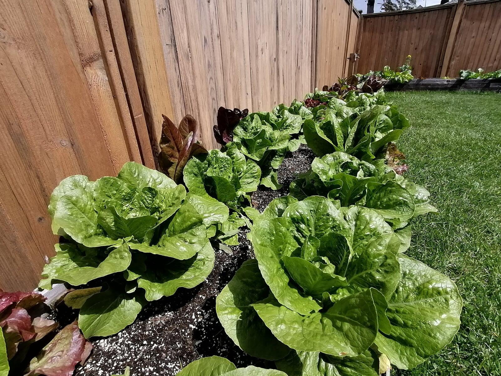 How to setup a high-tech irrigation system in a raised vegetable garden bed