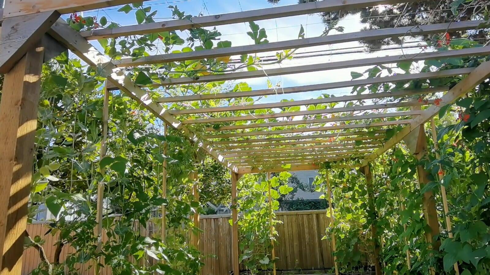 DIY-built Vegetable Pergola - Grow your own food