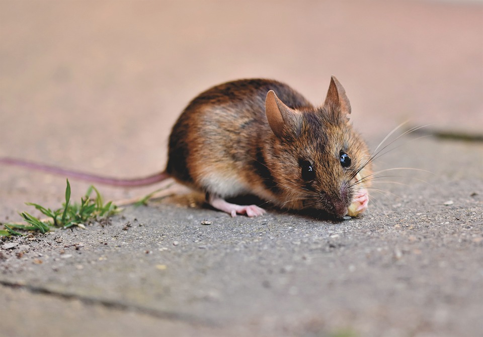 Man vs Mouse - Round 2